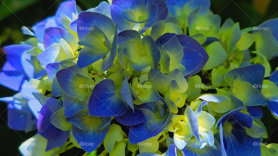 Hydrangea growing in the summer sun