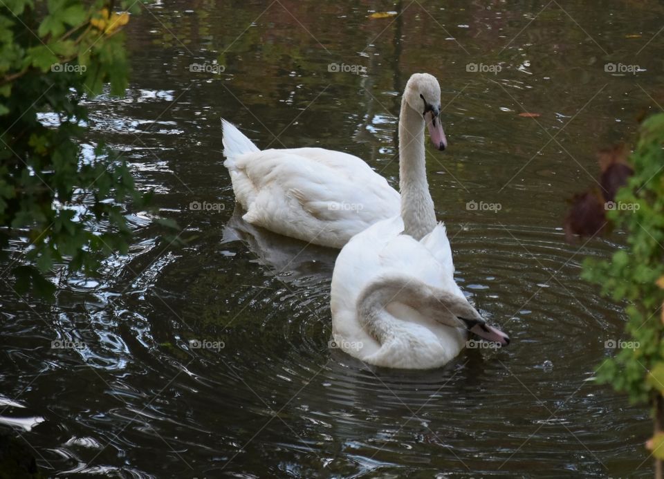 Swans in the river