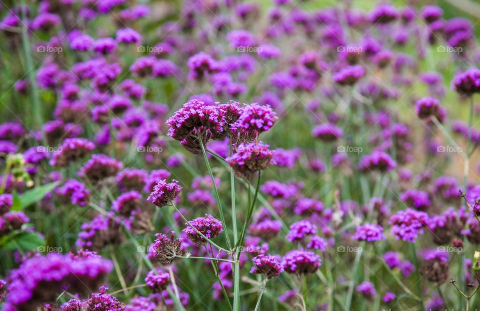 Purple flowers. Amazing flowers in Chiang Mai, Thailand