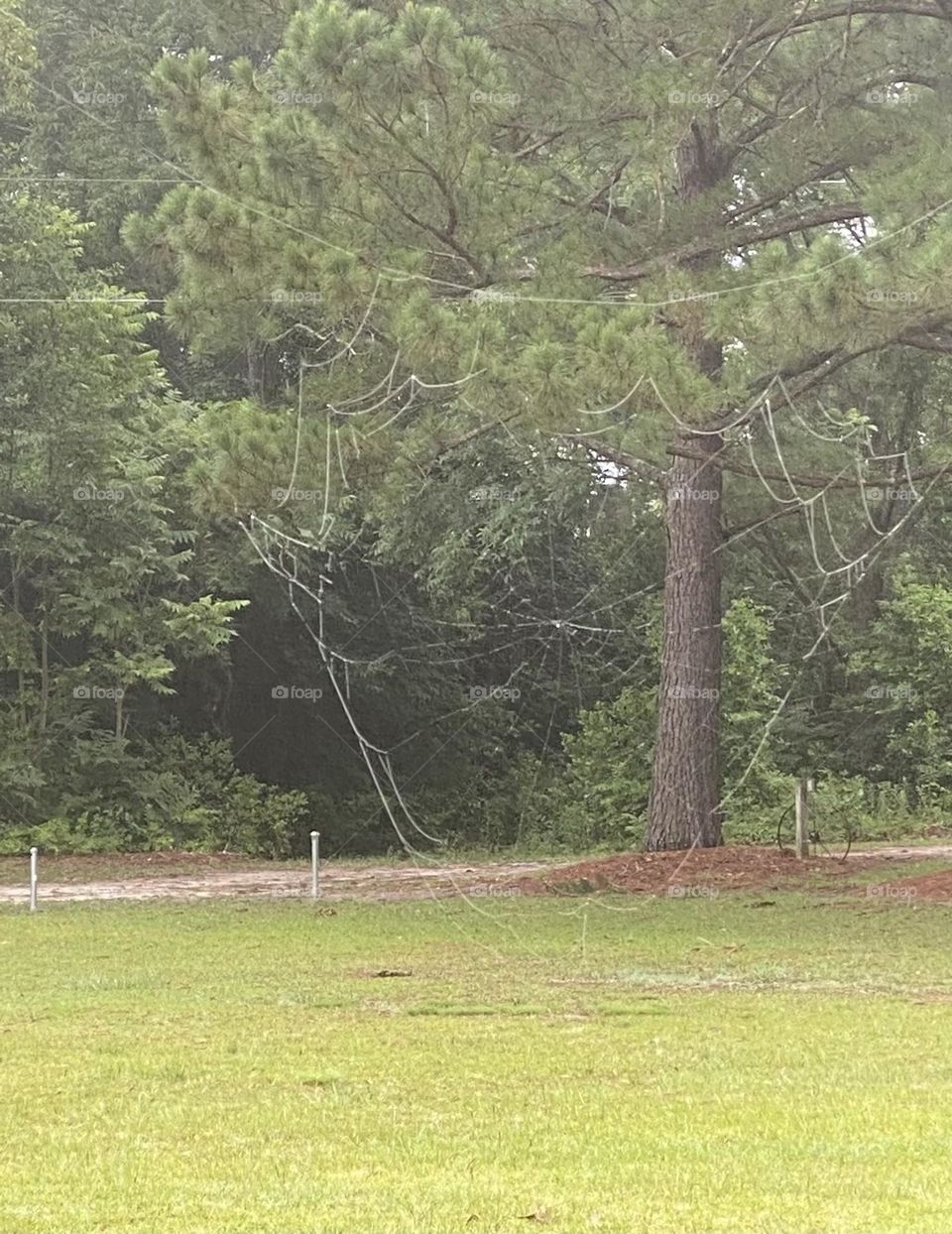 Can you see what I see a(spiderweb) 