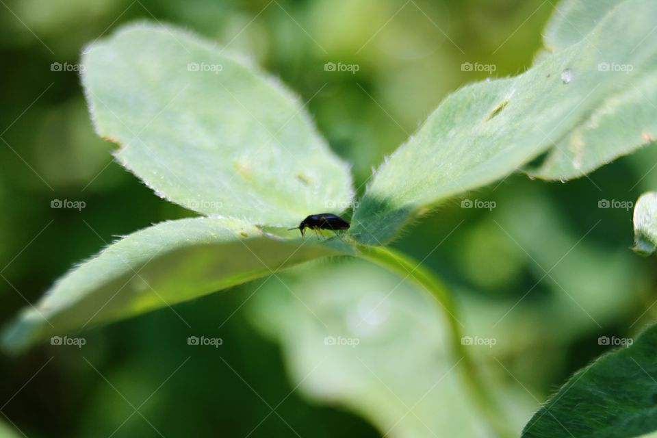 Beetle on plants