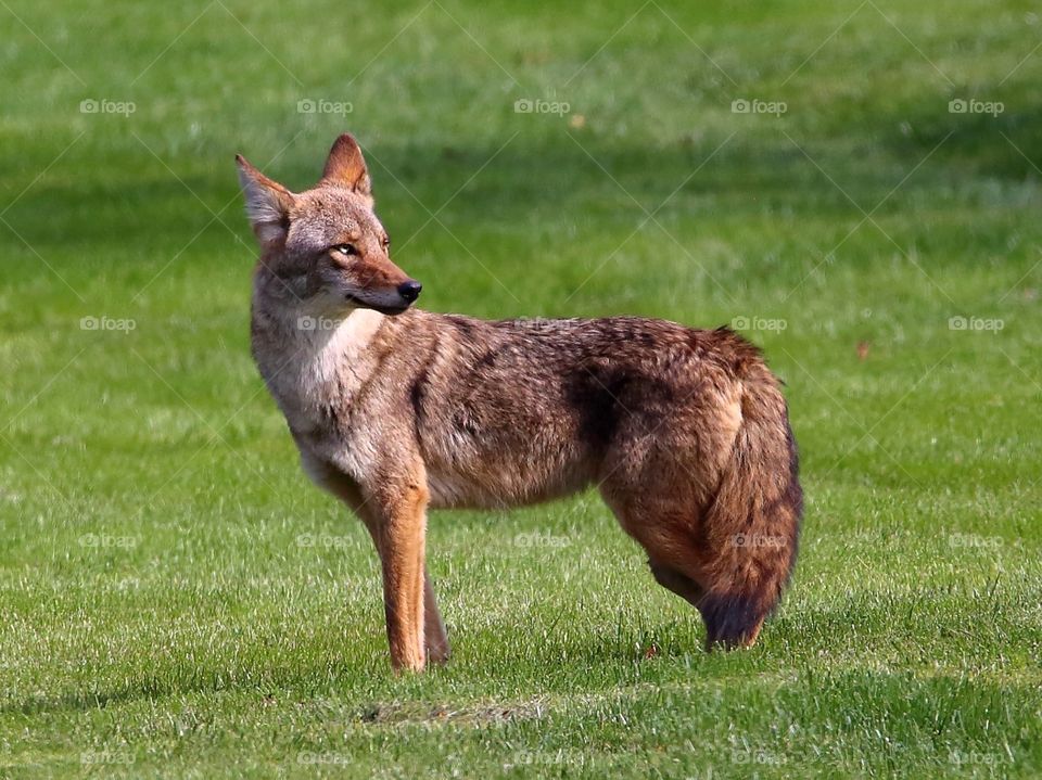 coyote