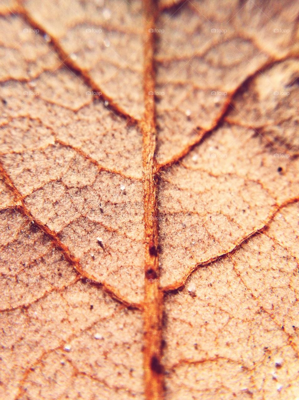 Leaf veins. Autumn!