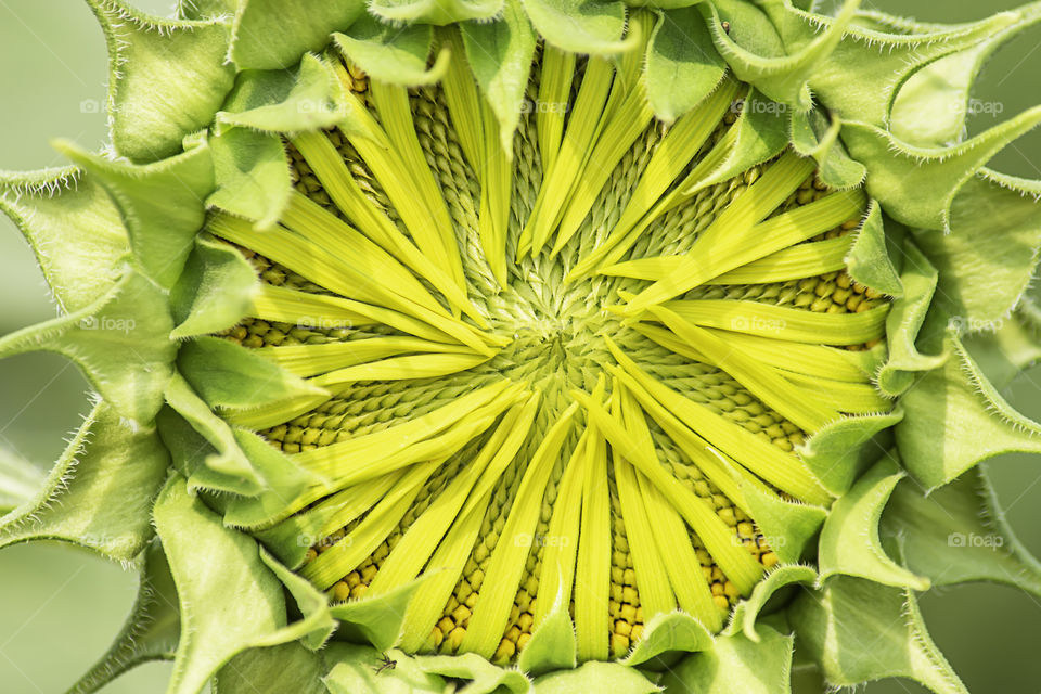 Sunflowers or Helianthus annuus in garden.