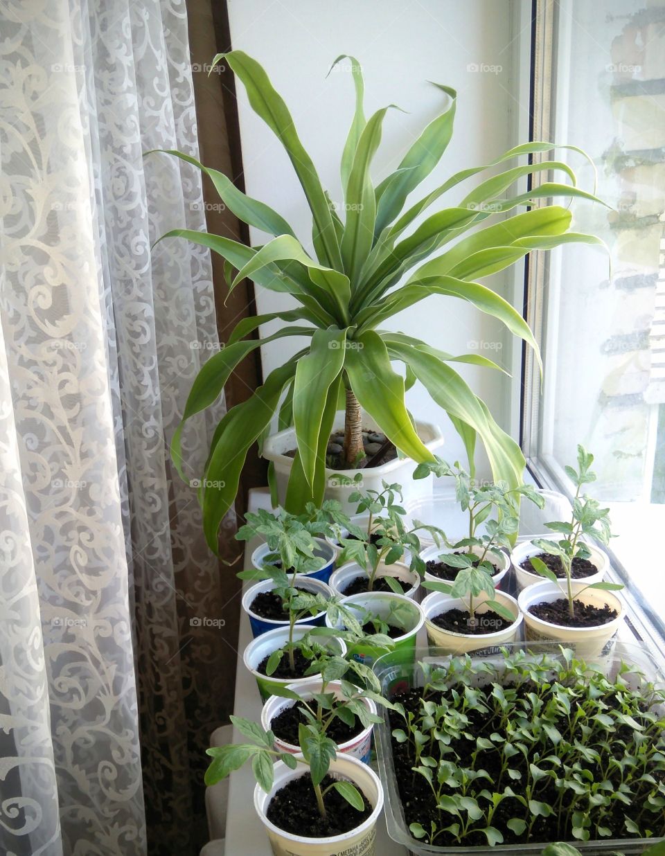 green young sprouts and house plants on a window spring time love gardening