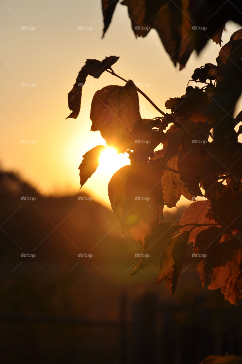 Sunlight through the tree 