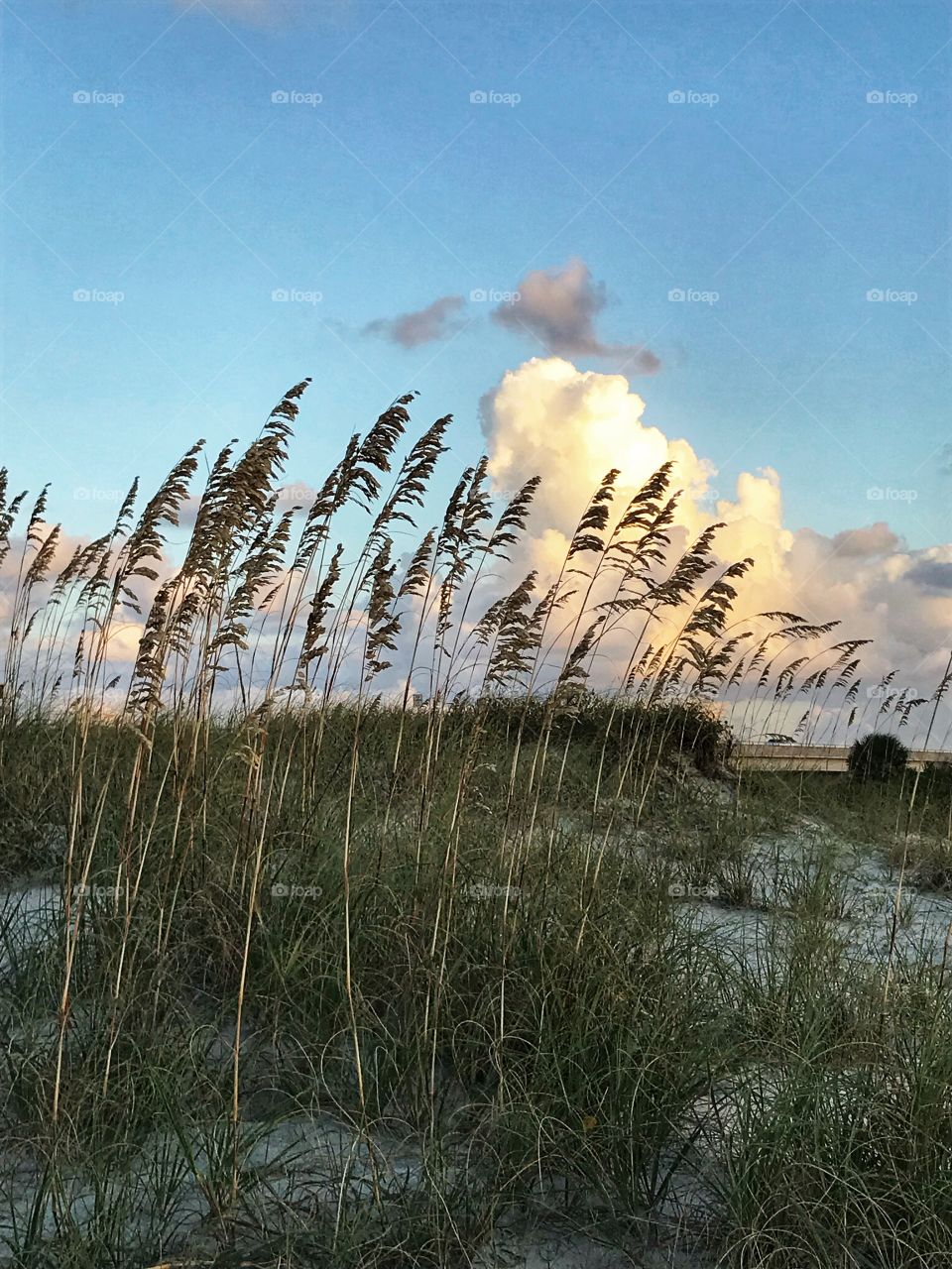 Dune landscape at dusk 