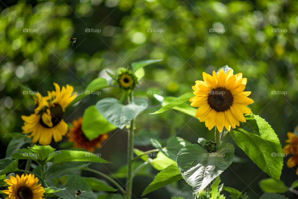 sunflowers bees and bumblebees