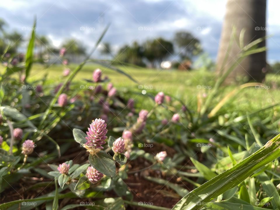 Small pink flowers in the grass in a park. 