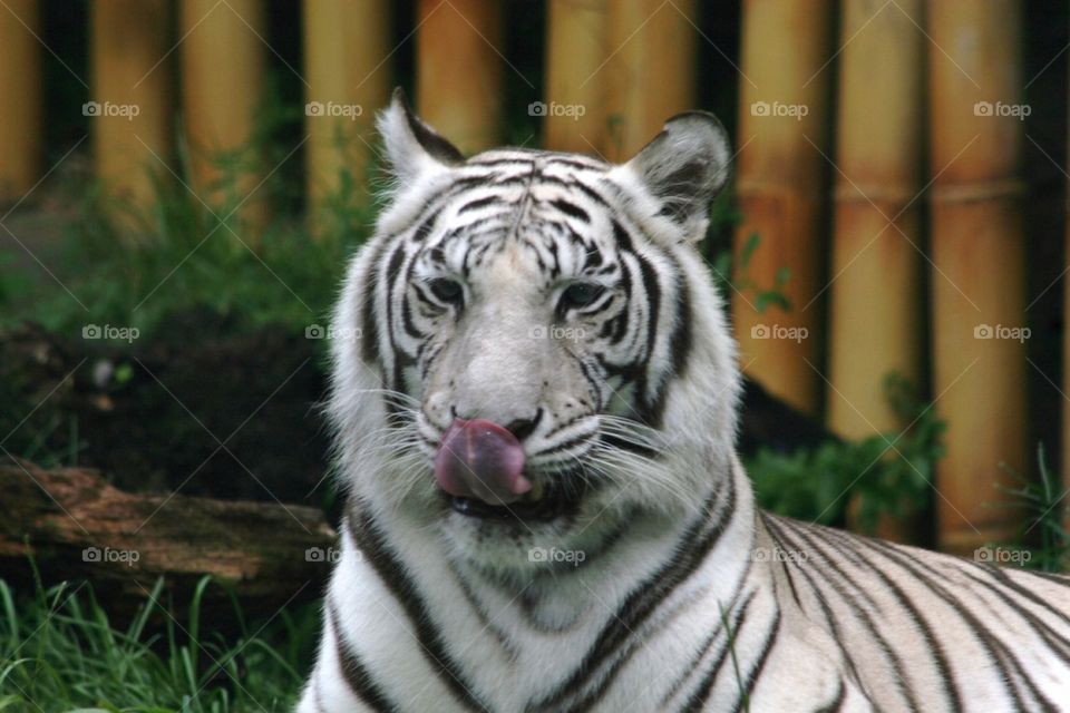 Tiger tongue 