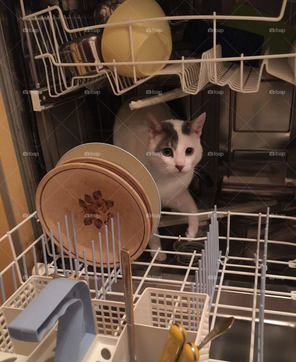 Cat in a dish washing machine