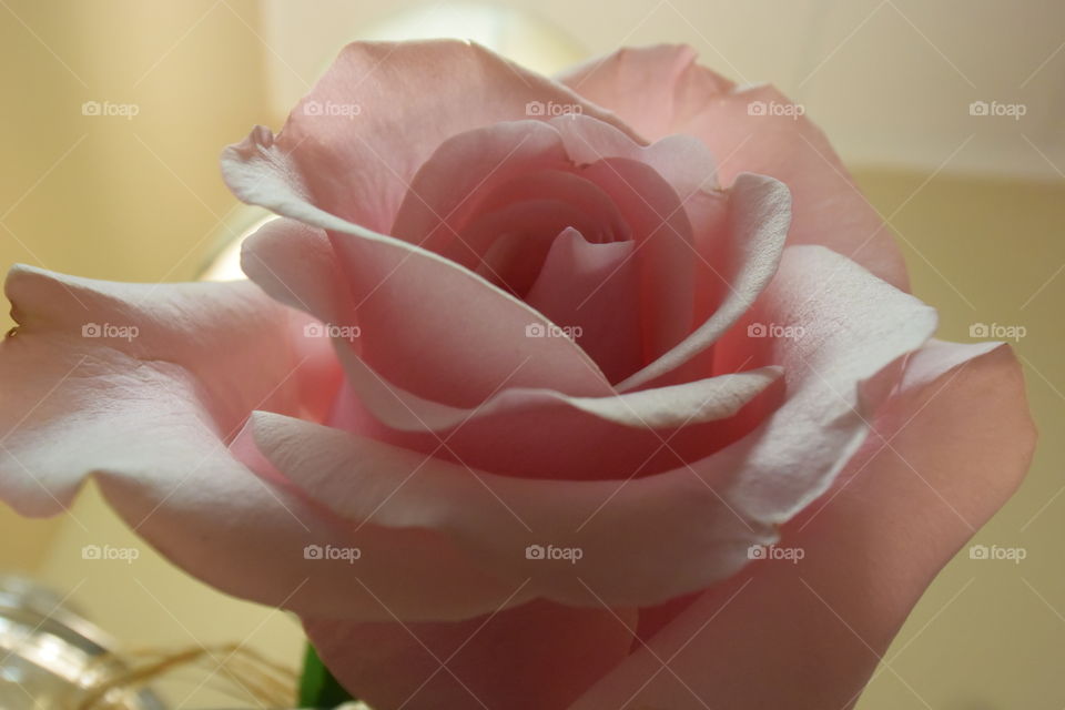 Close-up of pink flower