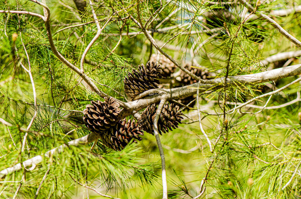 pinecone