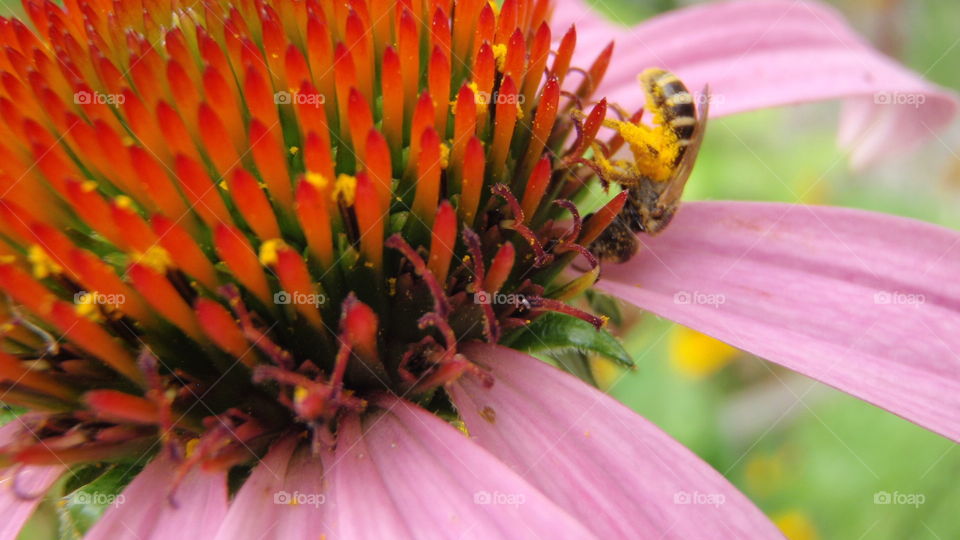 Pollinating Bee in Echinacea