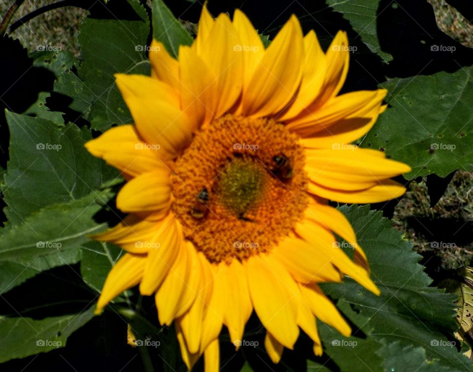 Busy bees on a sunflower