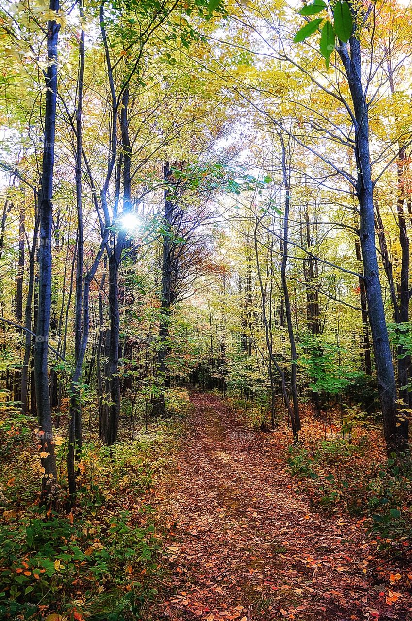 Fall St Hilaire Québec 