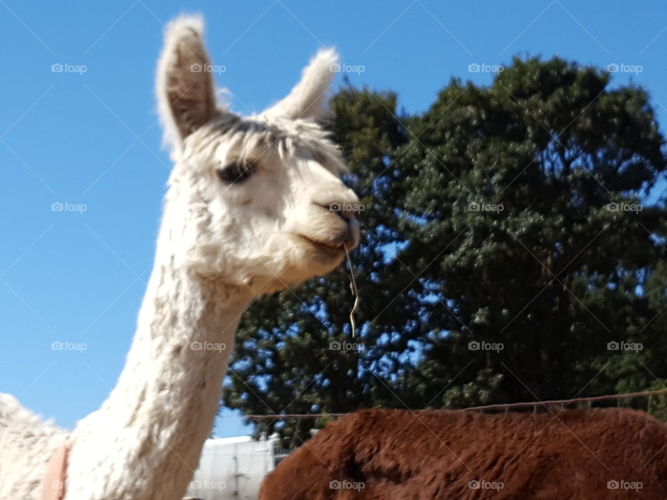 Close-up of white alpaca eating hay