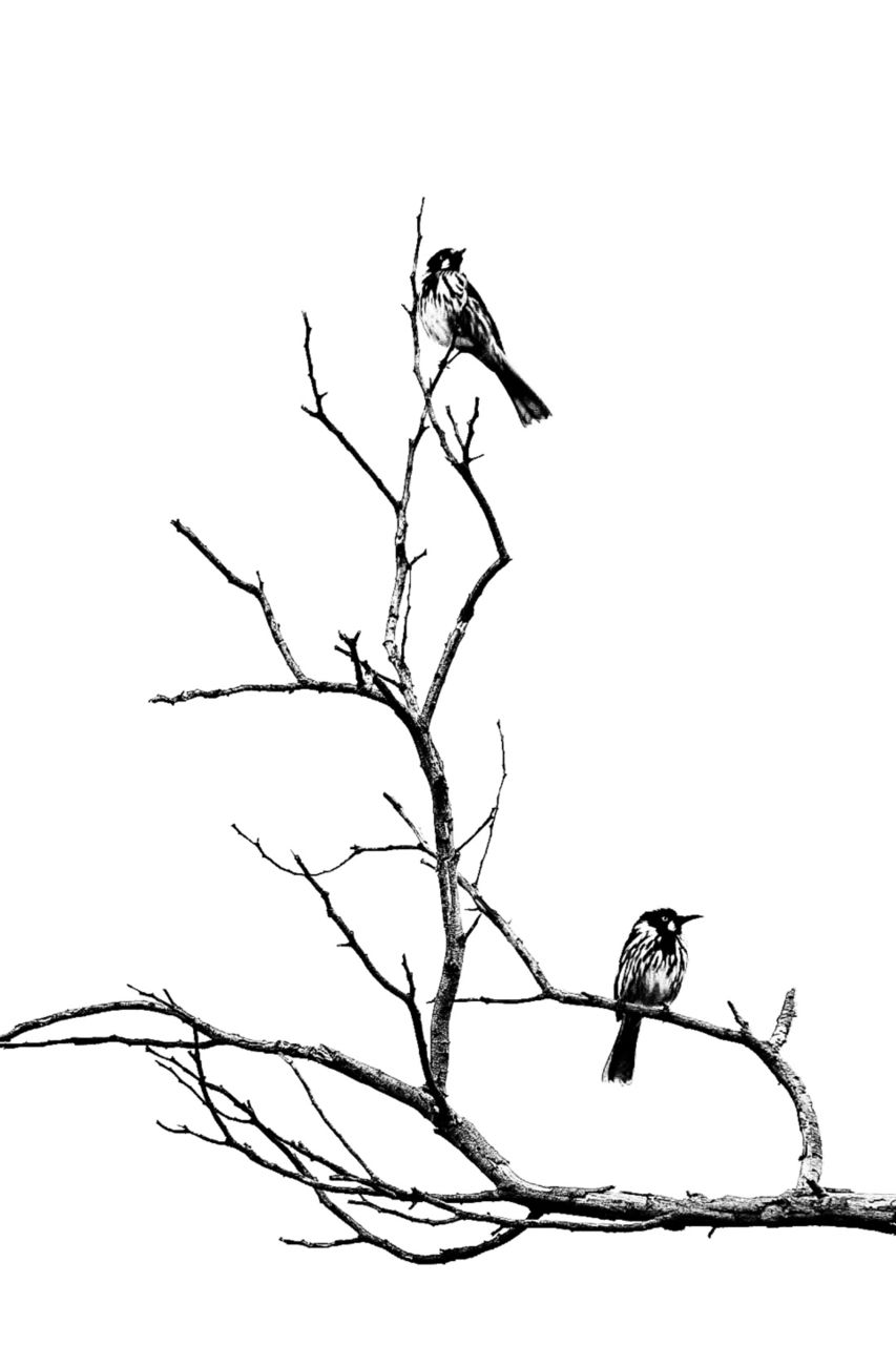 Birds in tree