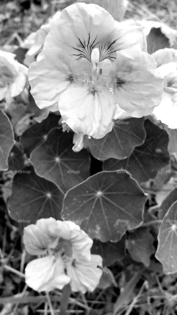 Nasturtiums. In my garden