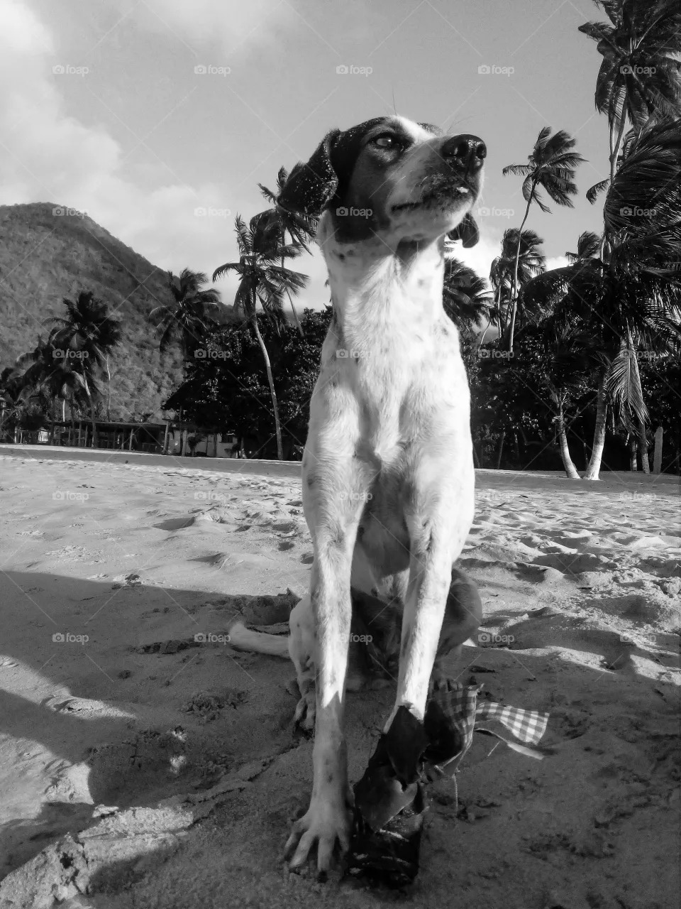 dog