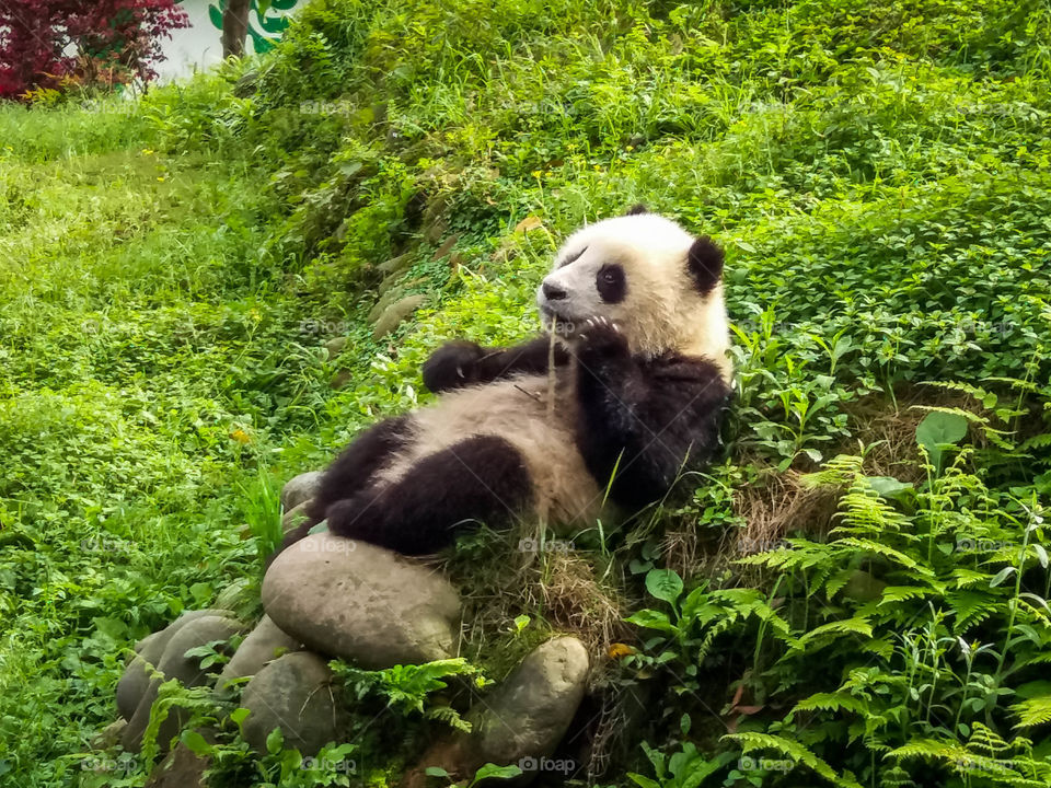 Panda