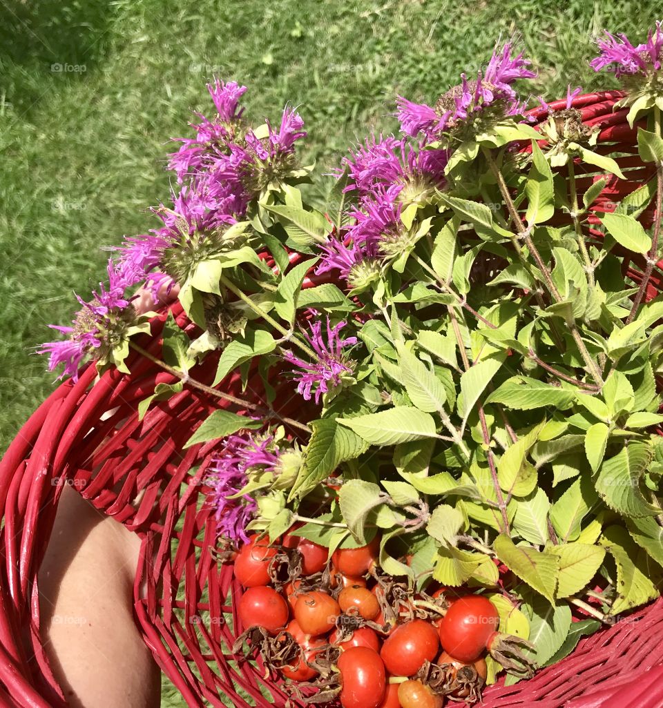 Harvesting Monarda and Rose Hips. At the peak of summer, medicinal herbs are carefully harvested by hand.