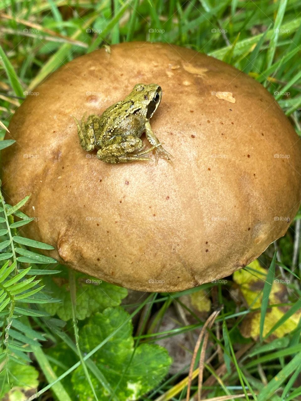 A frog on a toadstool 