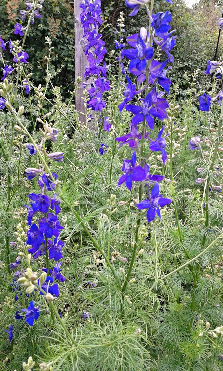 Purple Larkspur. Finally the blooms are coming.