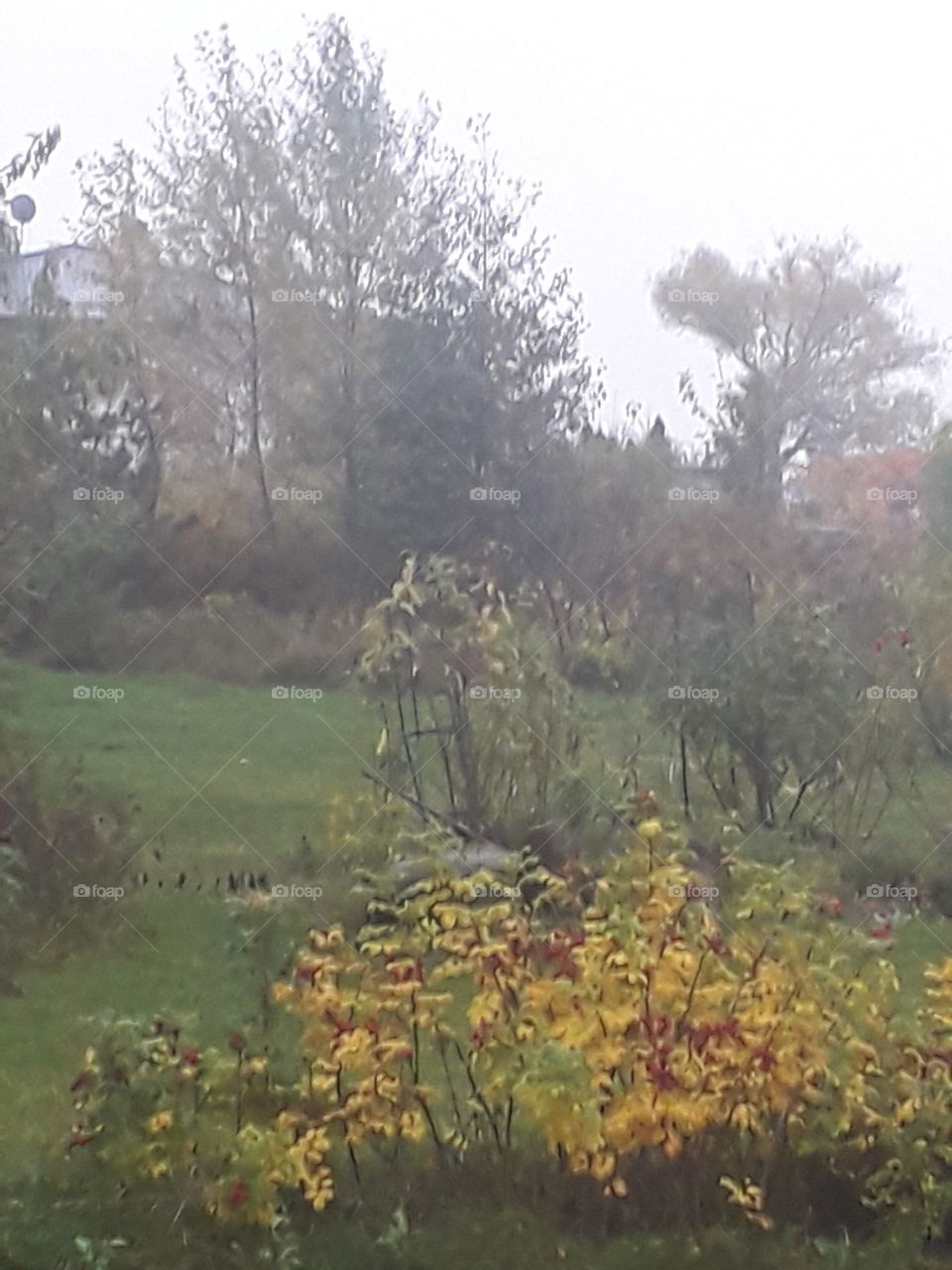 misty morning in autumn coloured  garden