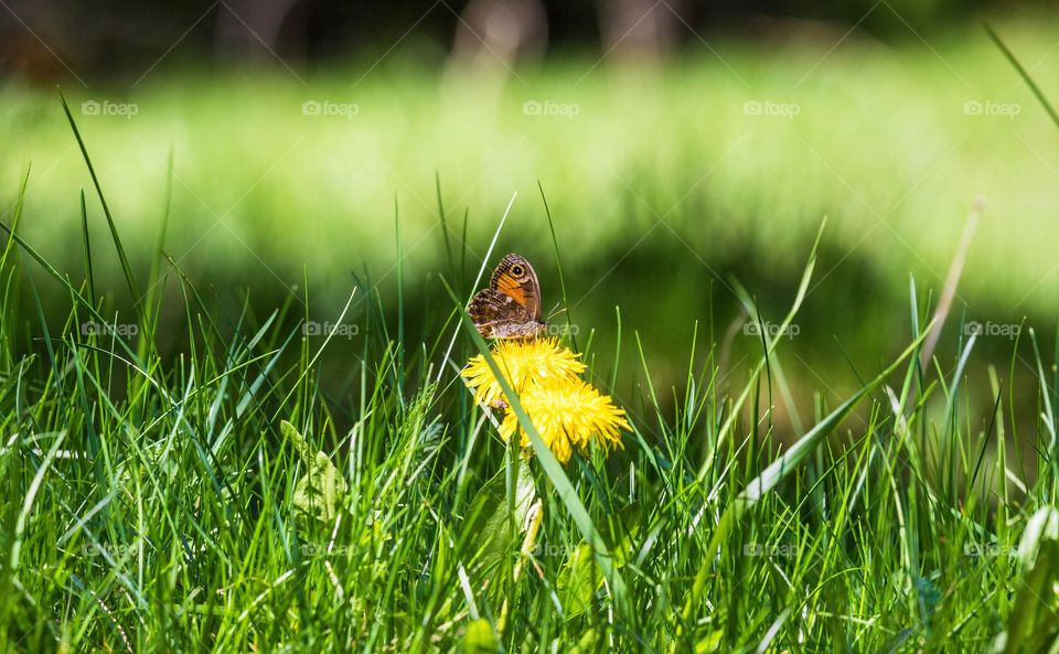 An orange butterfly resting on a yellow dandelion flower in a green meadow at the sun