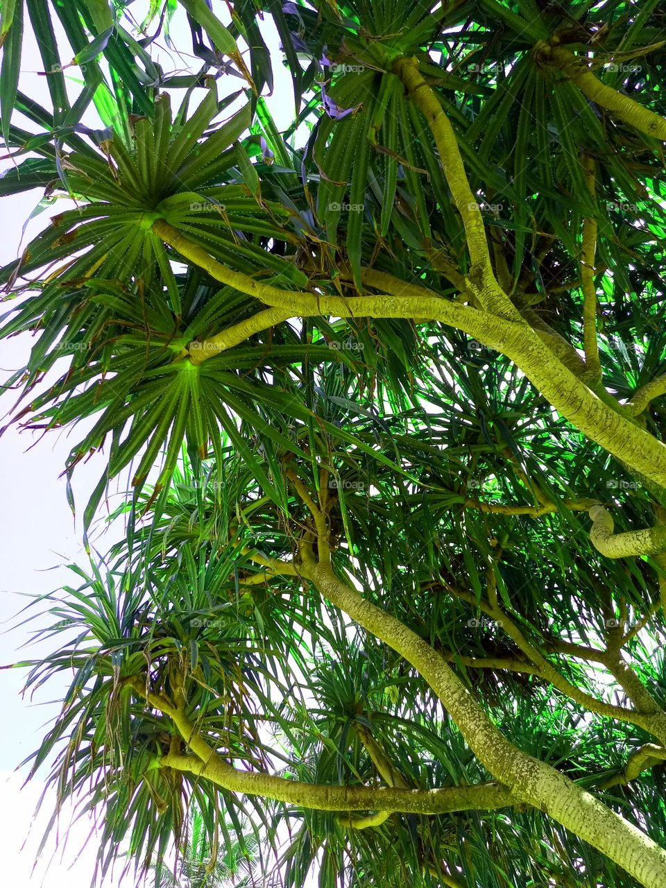 Beautiful tree Красивое дерево