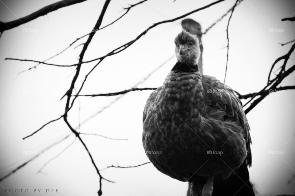 Bird, Nature, Wildlife, Monochrome, No Person