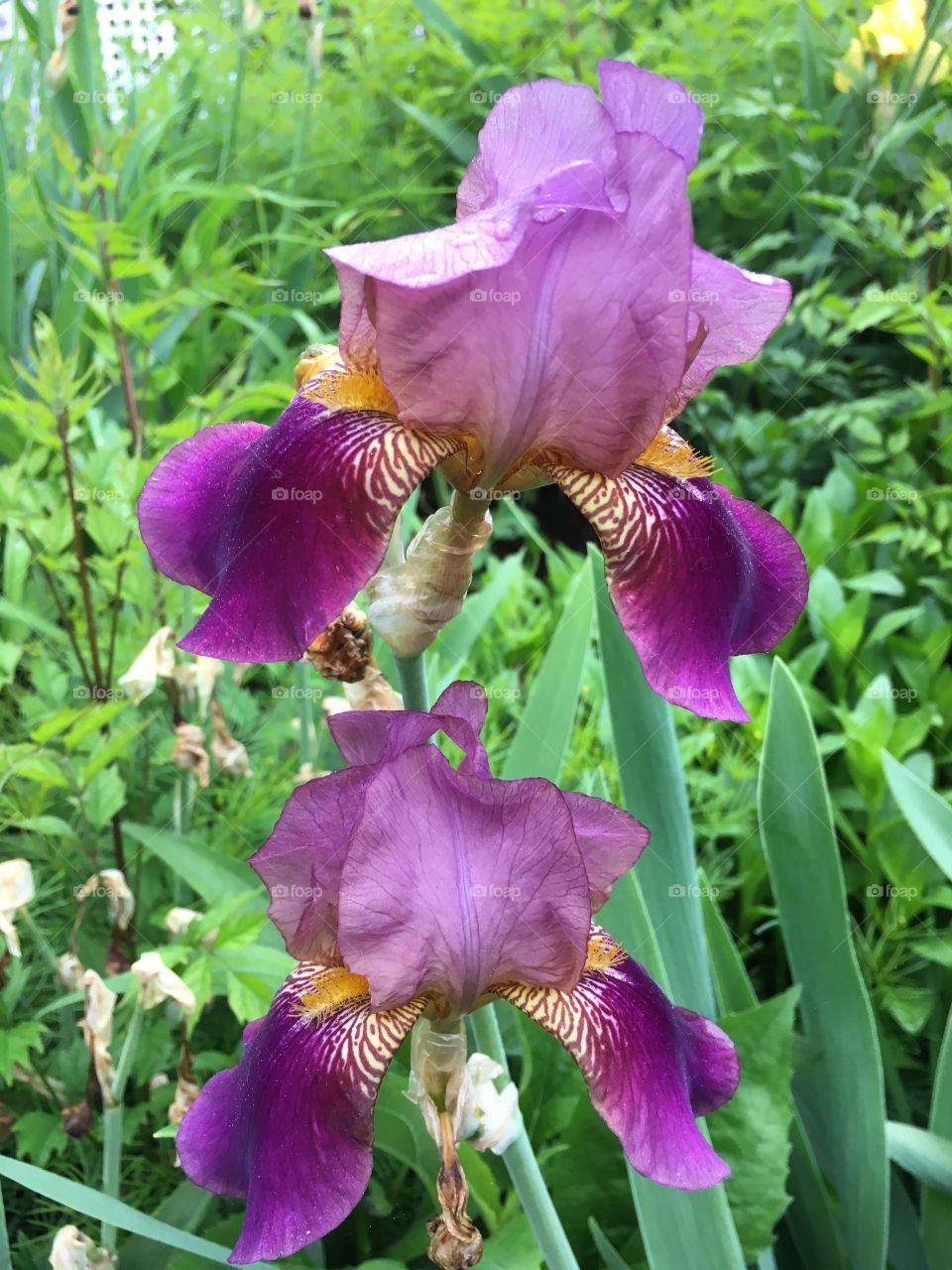 Purple iris