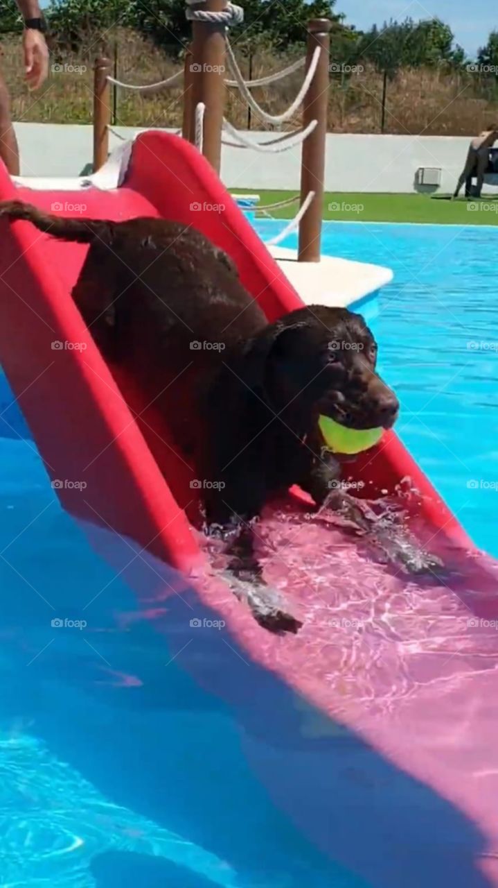 Labrador#dog#pool#slide#play#water#animal