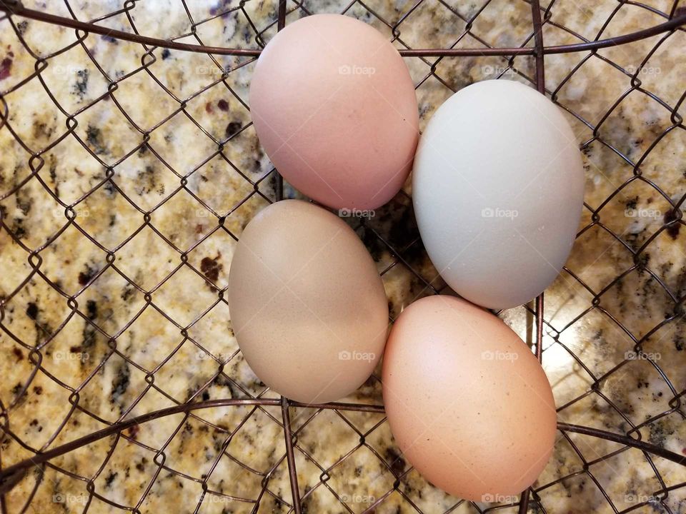 Fresh Eggs