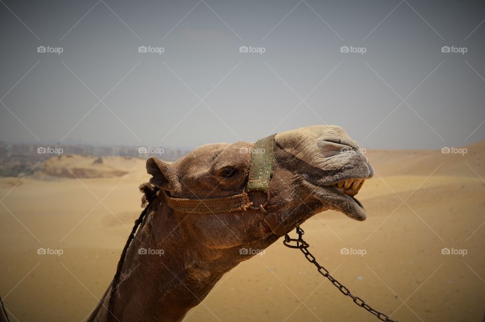 Camel cheezin'