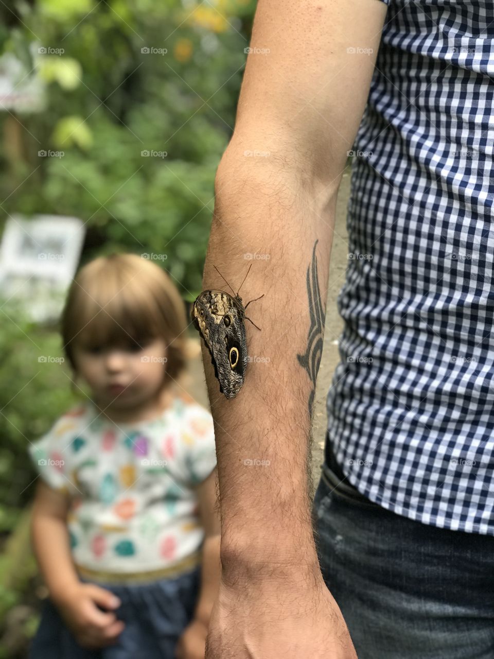 Butterfly resting on man’s tattooed arm 
