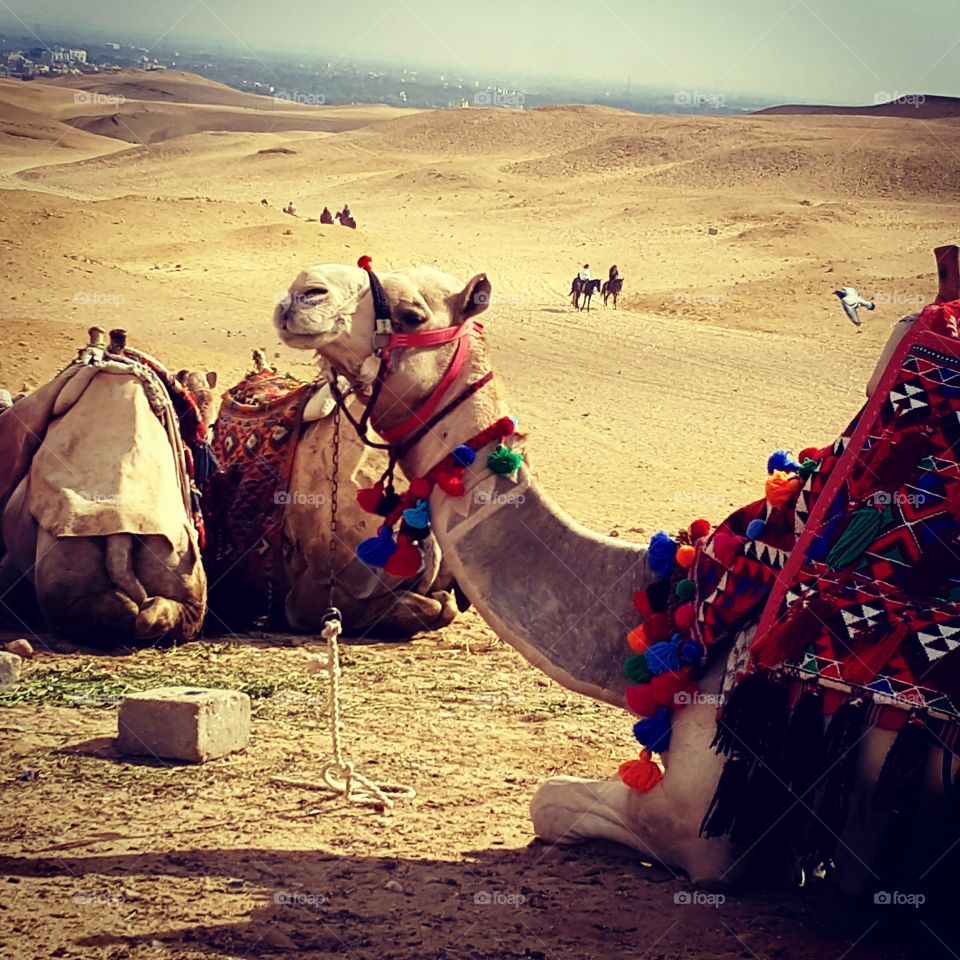 Camels of Egypt