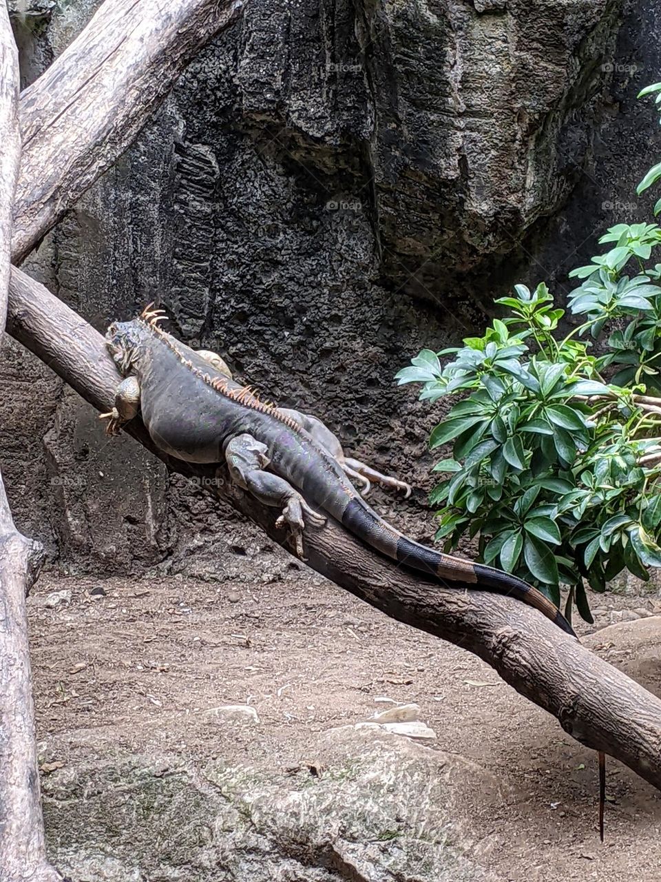 iguana