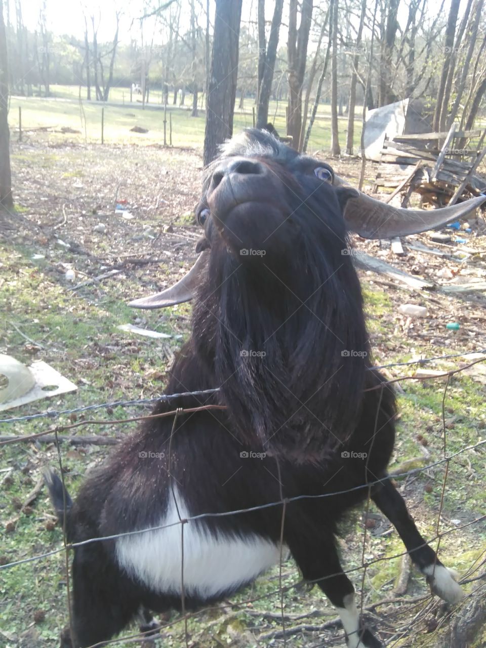 Silly goat crazy eyes