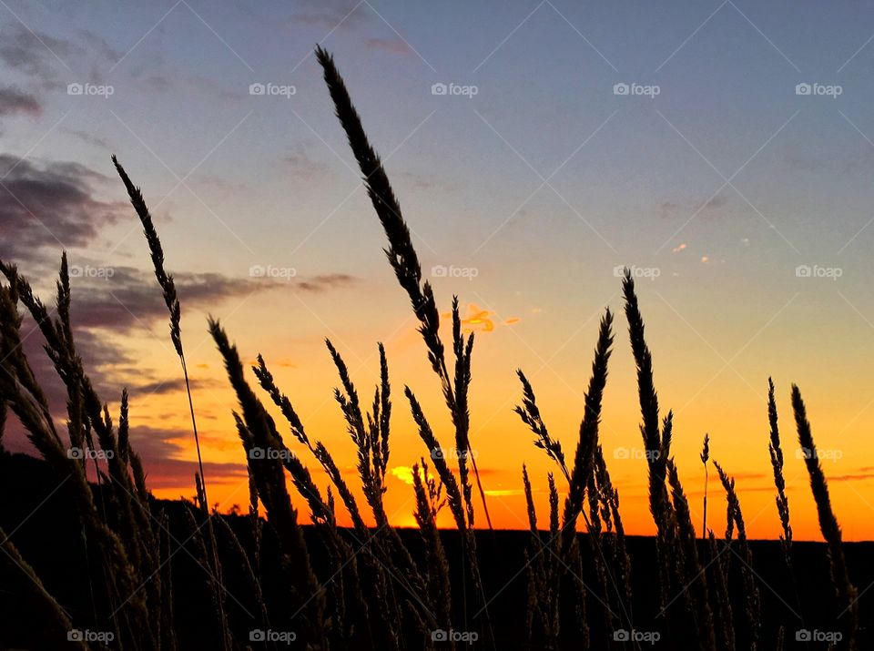 Field of Golden ripe wheat