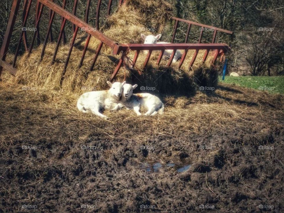 Lambs on mountainside above Cwmbach, Aberdare - Spring, 2018
