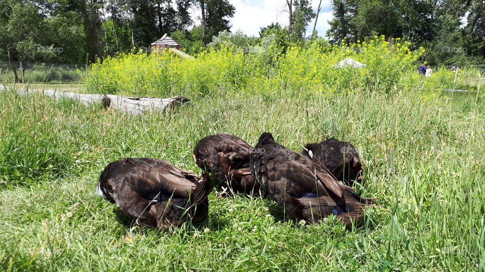 Ducks ducked down in grass and weeds