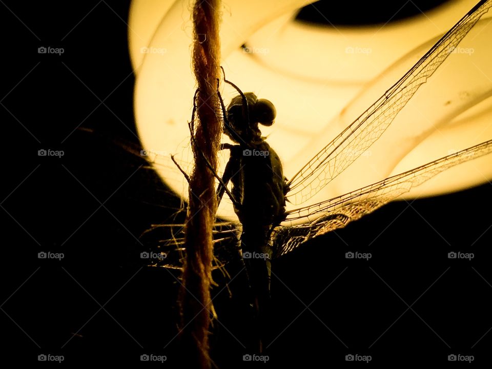 A dragon flies at night! 