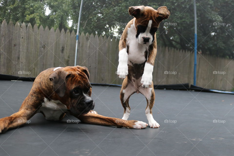 Boxers on trampoline 