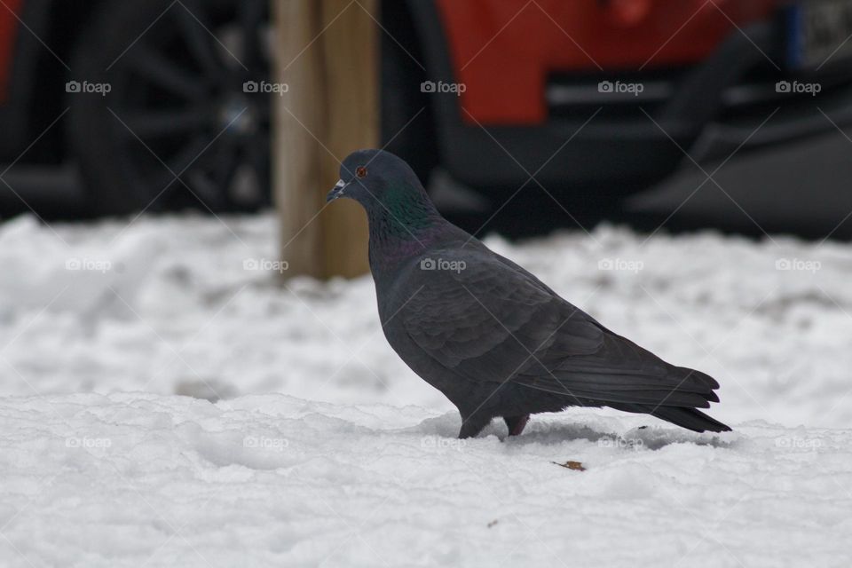 Pidgeon in the snow in a park in the city.