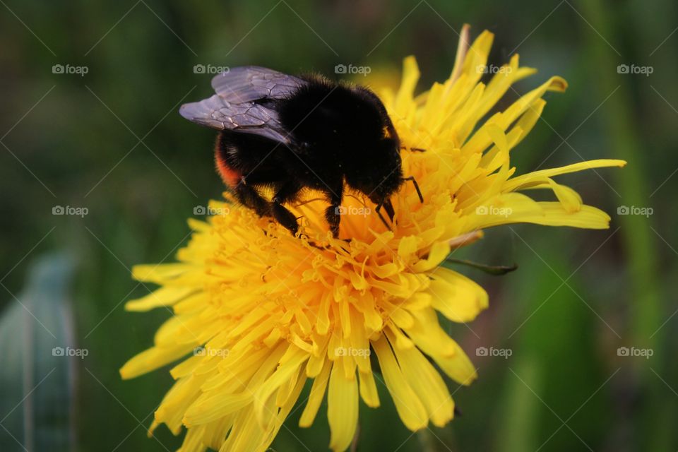 yellow flower