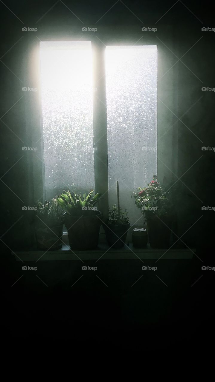 Foggy window flowers in the light
