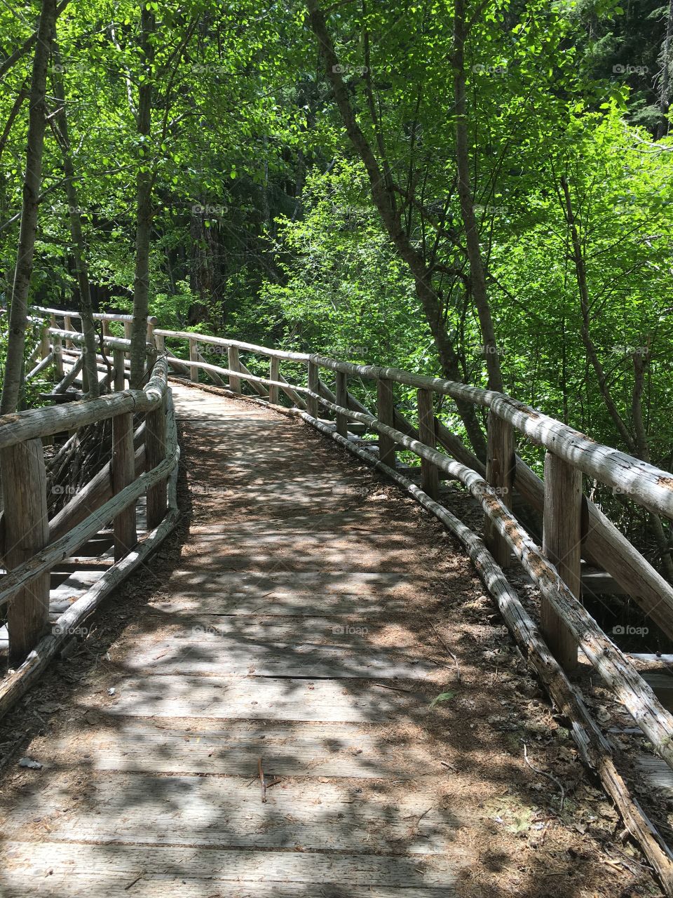Bridge in the woods