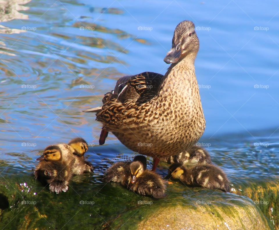 Mother Mallard and Ducklings